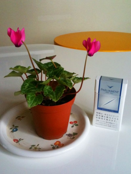 mini_cyclamen